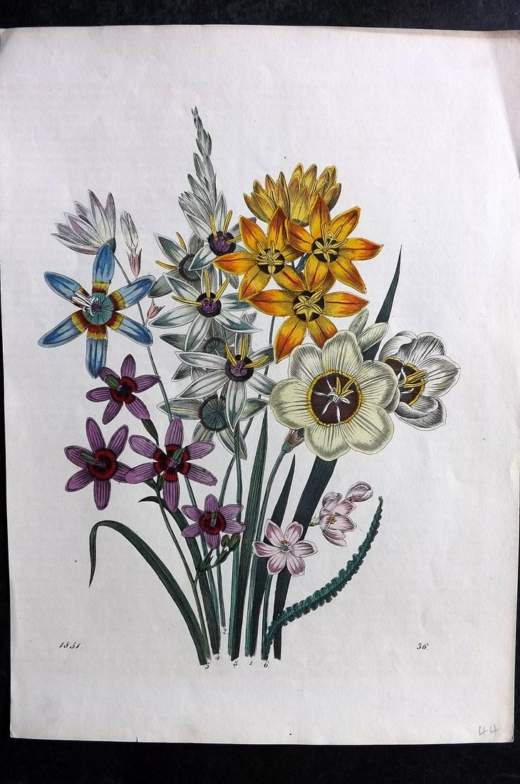 Hoffmann, Carl 1851 Hand Col Botanical Print 36: Hand Colored Lithograph Published 1842-80, Stuttgart for "Das Buch der Welt" by Carl Hoffmann. Paper Size: 9.5 x 7 inch (25 x 18cm) Approx. Good Condition overall
