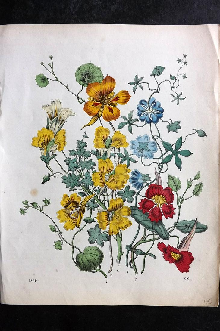 Hoffmann, Carl 1859 Hand Col Botanical Print 22: Hand Colored Lithograph Published 1842-80, Stuttgart for "Das Buch der Welt" by Carl Hoffmann. Paper Size: 9.5 x 7 inch (25 x 18cm) Approx. Good Condition overall