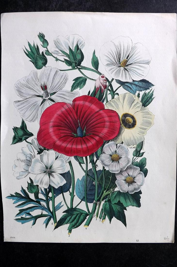 Hoffmann, Carl 1860 Hand Col Botanical Print 12 (1 of 2)