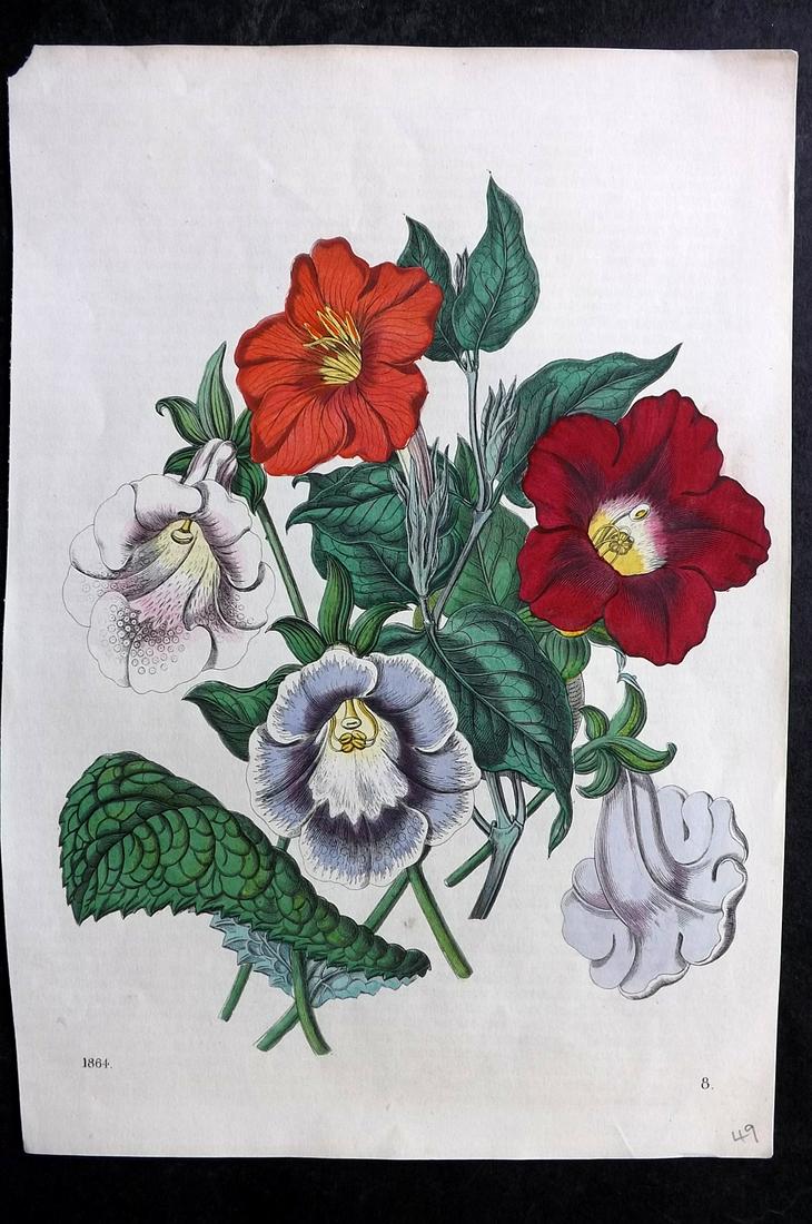 Hoffmann, Carl 1864 Hand Col Botanical Print 08: Hand Colored Lithograph Published 1842-80, Stuttgart for "Das Buch der Welt" by Carl Hoffmann. Paper Size: 9.5 x 7 inch (25 x 18cm) Approx. Good Condition overall