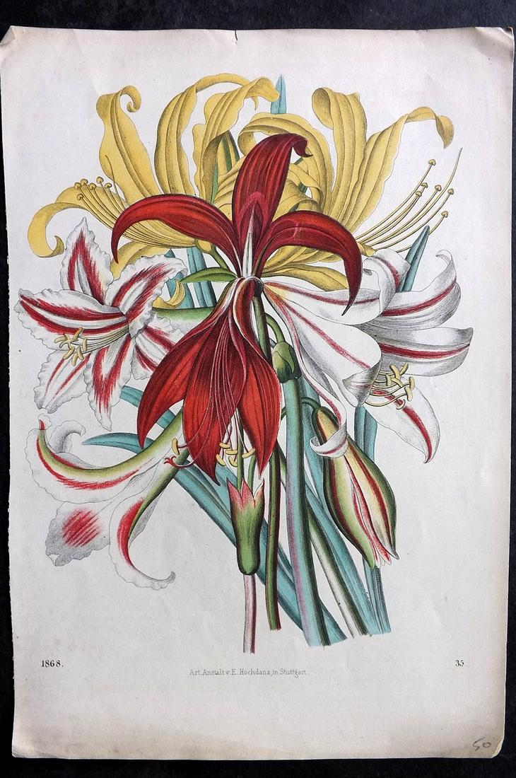 Hoffmann, Carl 1868 Hand Col Botanical Print 35 (1 of 2)