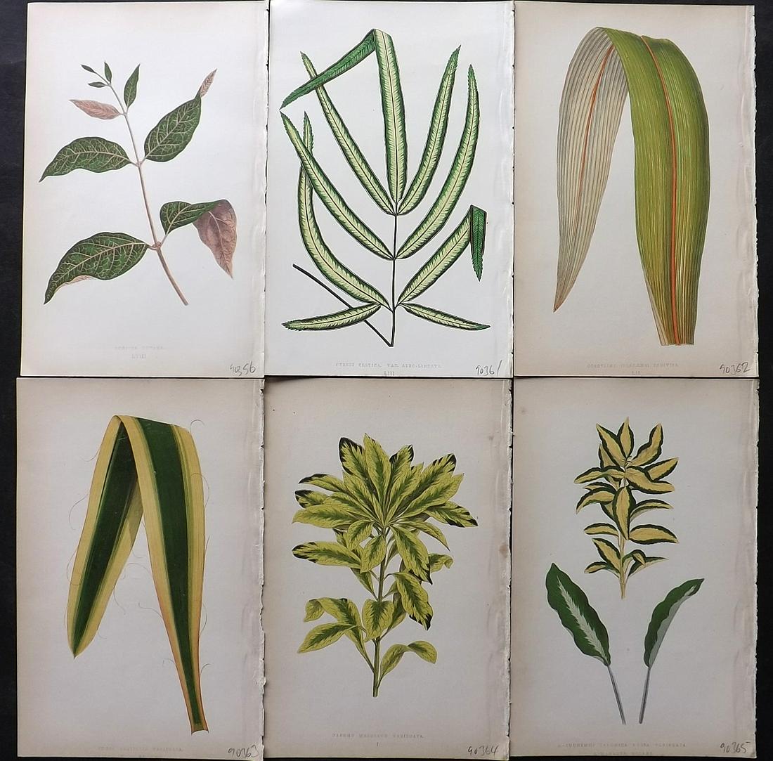 Lowe, Edward 1861 Lot of 6 Antique Botanical Prints: Woodblock Published 1861, London for "Beautiful Leaved Plants, Being a Description of the Most Beautiful Leaved Plants in Cultivation in this Country" by Edward Joseph Lowe. Most plates printed in col