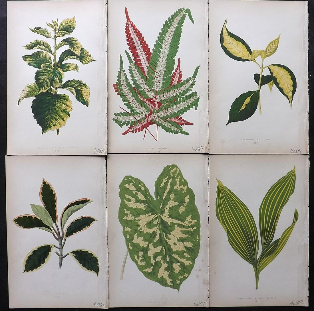 Lowe, Edward 1861 Lot of 6 Antique Botanical Prints: Woodblock Published 1861, London for "Beautiful Leaved Plants, Being a Description of the Most Beautiful Leaved Plants in Cultivation in this Country" by Edward Joseph Lowe. Most plates printed in col