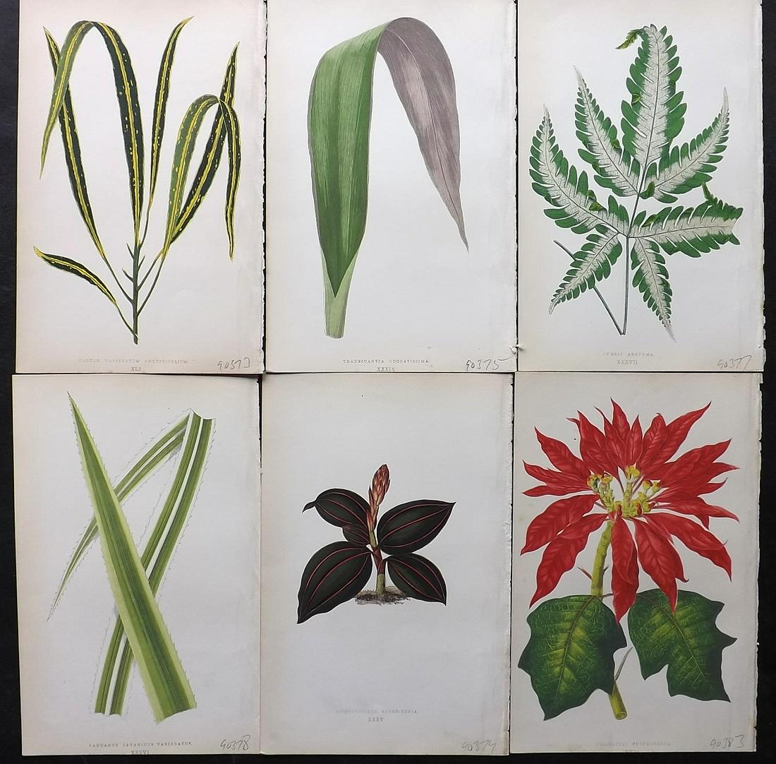 Lowe, Edward 1861 Lot of 6 Antique Botanical Prints: Woodblock Published 1861, London for "Beautiful Leaved Plants, Being a Description of the Most Beautiful Leaved Plants in Cultivation in this Country" by Edward Joseph Lowe. Most plates printed in col