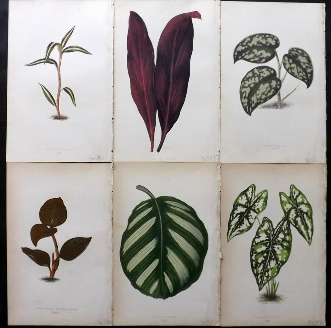 Lowe, Edward 1861 Lot of 6 Antique Botanical Prints: Woodblock Published 1861, London for "Beautiful Leaved Plants, Being a Description of the Most Beautiful Leaved Plants in Cultivation in this Country" by Edward Joseph Lowe. Most plates printed in col