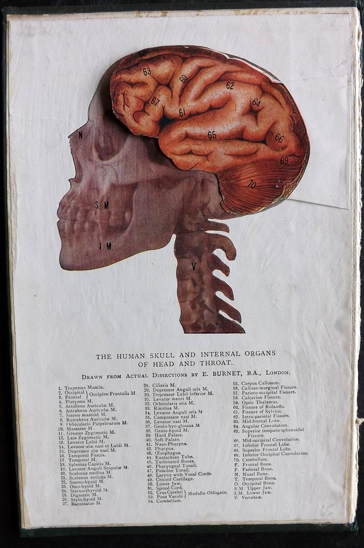 Burnet, E. C1910 Pop Up Anatomy Print. Human Skull (1 of 2)