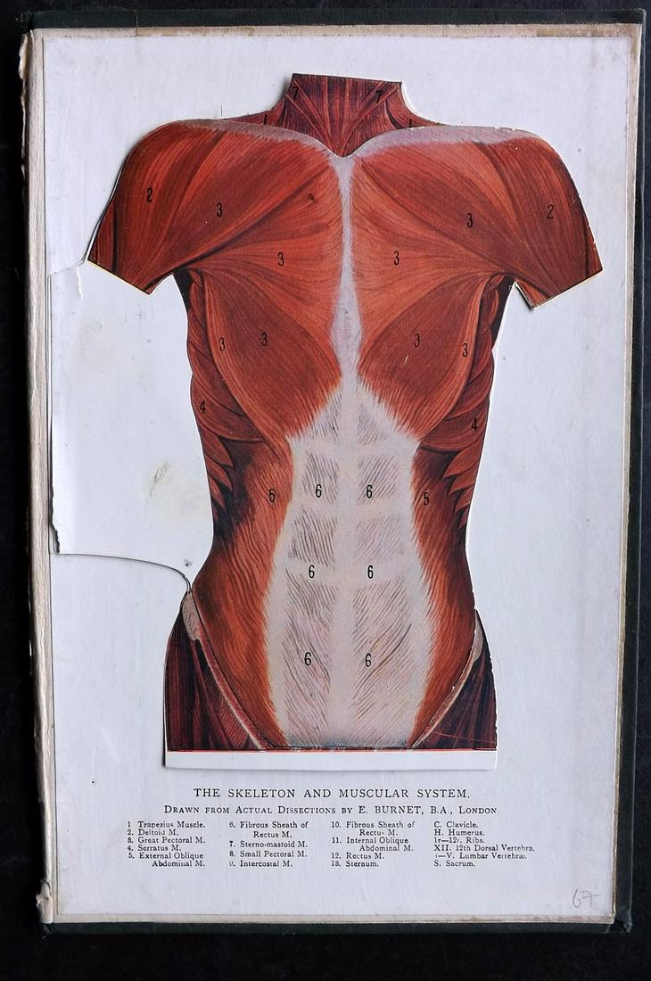 Burnet, E. C1910 Pop Up Anatomy Print. Skeleton and Musculuar System (1 of 2)