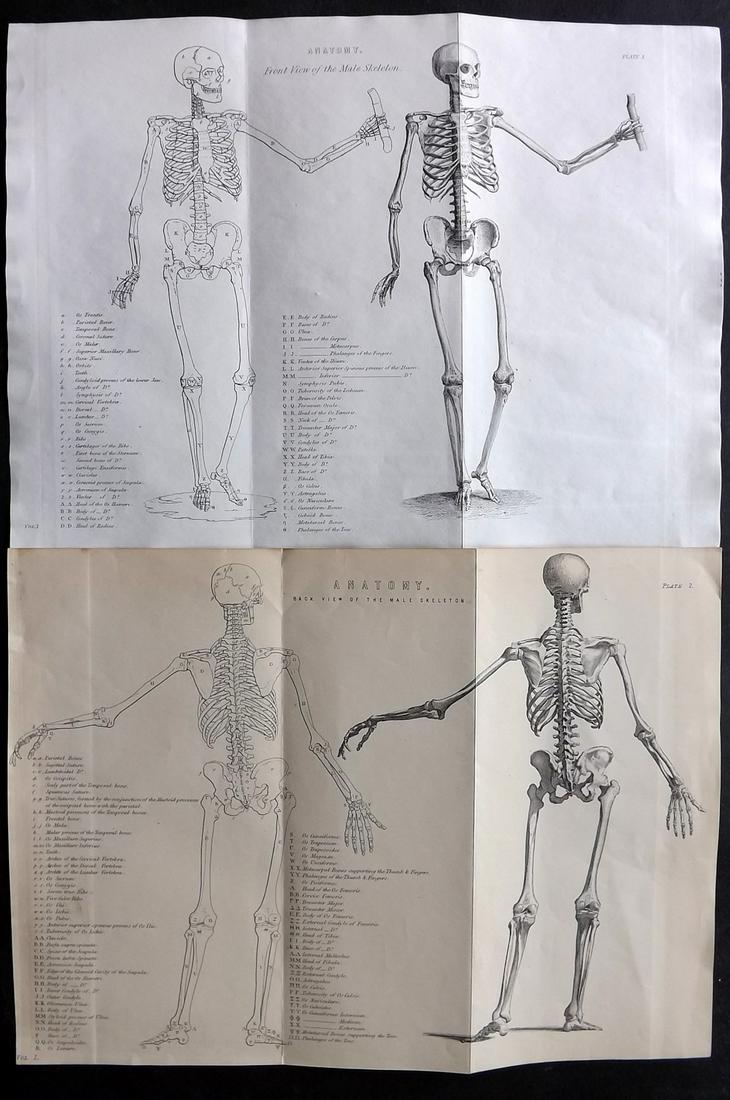 National Encyclopedia 1891 Pair of Anatomy Prints. Skeleton (1 of 2)