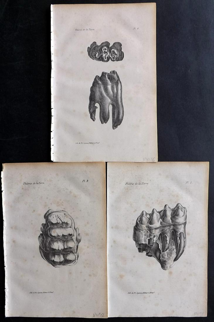 Buffon, Comte de 1830 Lot of 3 Prints. Fossil Teeth: Lithographs Published 1828-33, Brussels for "Oeuvres completes de Buffon" by the Comte de Buffon and Louis-Jean-Marie Daubenton. Paper Size: 9.5 x 6 inch (24 x 16cm) Some toning present