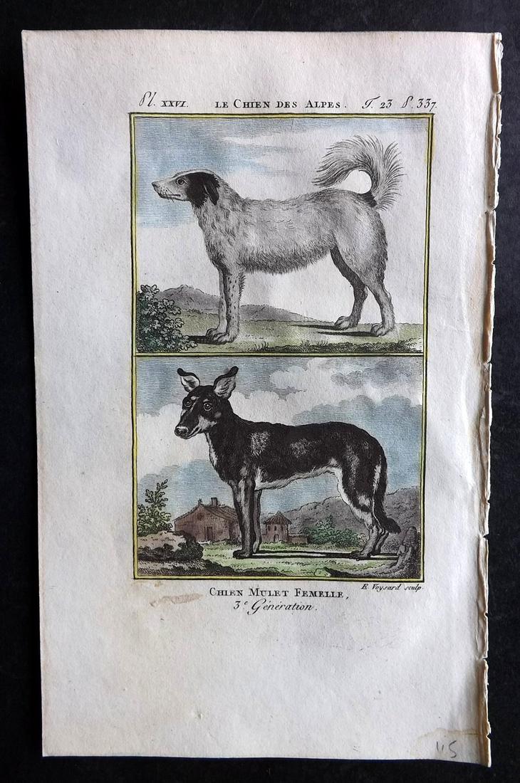 Buffon & Sonnini C1800 Hand Col Print. Alpine & Mongrel Dog: Hand Colored Copper Plate Published 1799-1808, Paris for "Histoire naturelle générale et particulière" by the Comte de Buffon and Charles Nicolas Sigisbert Sonnini. Paper Size: 7.5 x 5 inch (19 x 1