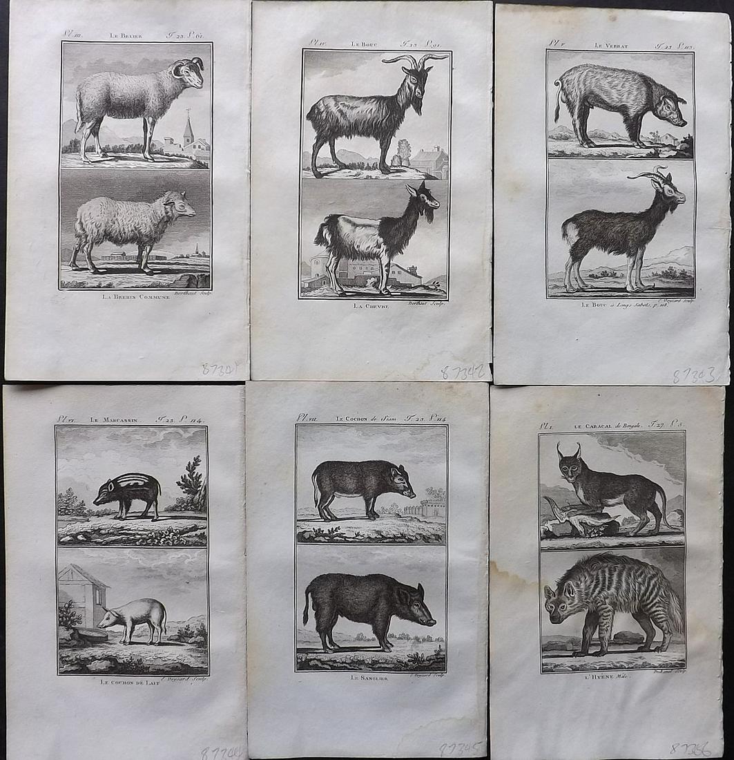 Buffon & Sonnini C1800 Lot of 6 Antique Animal Prints: Copper Plate Published 1799-1808, Paris for "Histoire naturelle générale et particulière" by the Comte de Buffon and Charles Nicolas Sigisbert Sonnini. Paper Size: 7.5 x 5 inch (19 x 12cm) Some wat