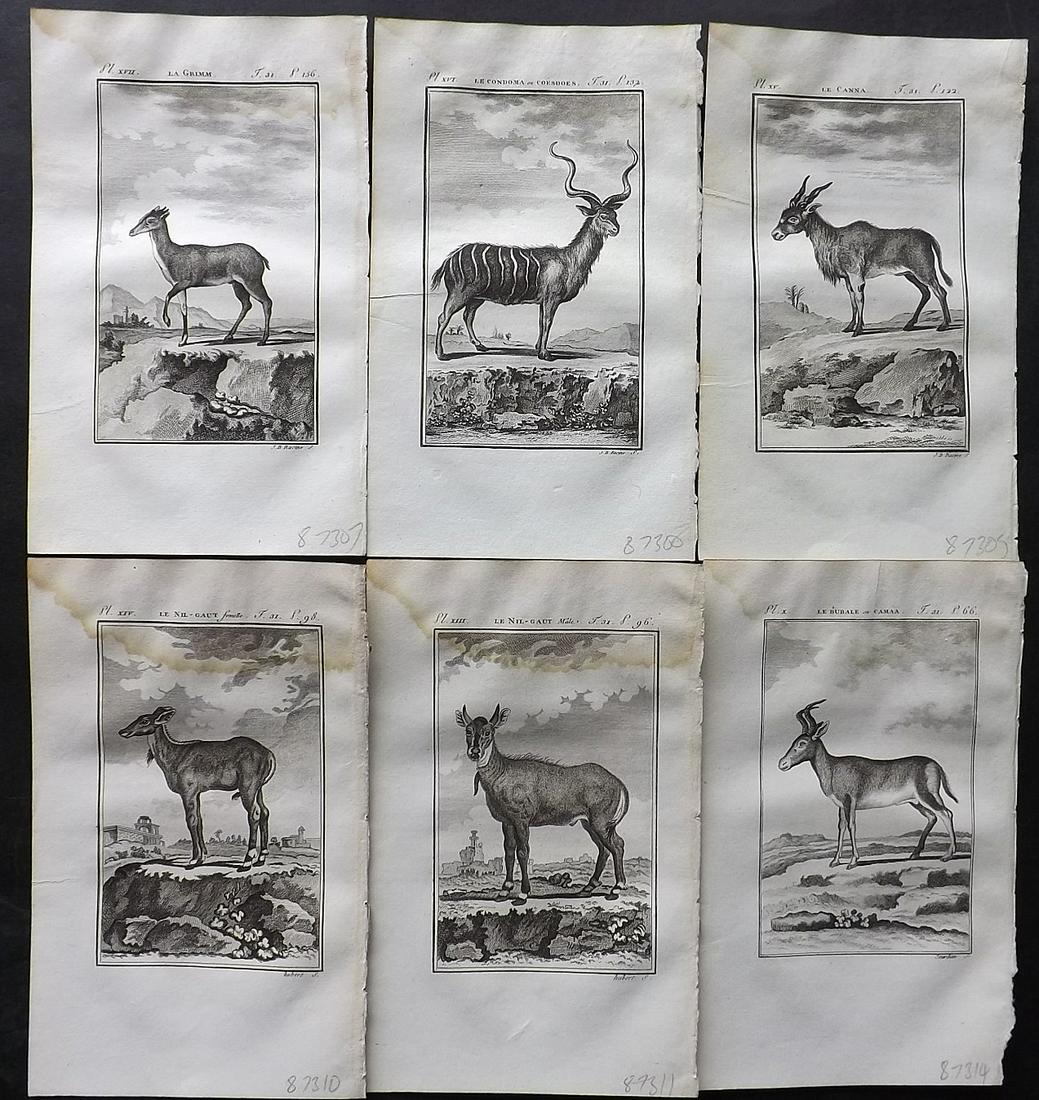 Buffon & Sonnini C1800 Lot of 6 Antique Antelope Prints: Copper Plate Published 1799-1808, Paris for "Histoire naturelle générale et particulière" by the Comte de Buffon and Charles Nicolas Sigisbert Sonnini. Paper Size: 7.5 x 5 inch (19 x 12cm) Some wat