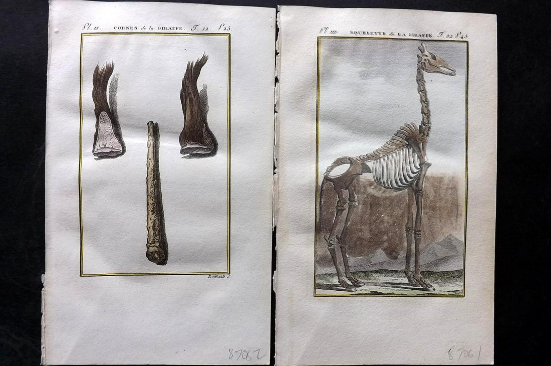 Buffon & Sonnini C1800 Pair of Hand Col Prints. Giraffe Anatomy, Skeleton Hornz: Hand Colored Copper Plate Published 1799-1808, Paris for "Histoire naturelle générale et particulière" by the Comte de Buffon and Charles Nicolas Sigisbert Sonnini. Paper Size: 7.5 x 5 inch (19 x 1