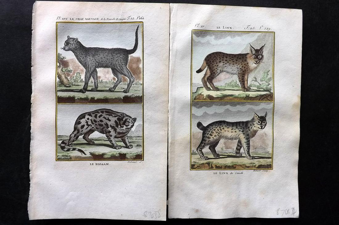 Buffon & Sonnini C1800 Pair of Hand Col Prints. Lynx, Wild Cat (1 of 2)