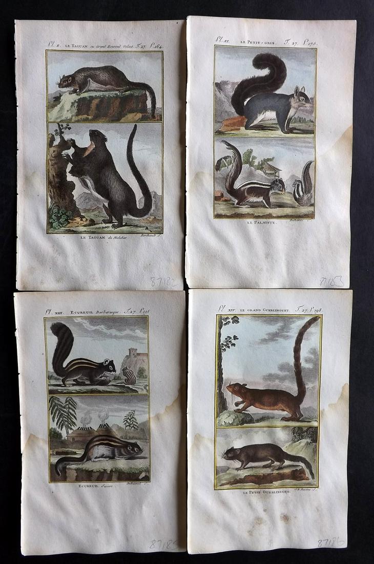 Buffon & Sonnini C1800 Lot of 4 Hand Col Prints. Squirrels: Hand Colored Copper Plate Published 1799-1808, Paris for "Histoire naturelle générale et particulière" by the Comte de Buffon and Charles Nicolas Sigisbert Sonnini. Paper Size: 7.5 x 5 inch (19 x 1