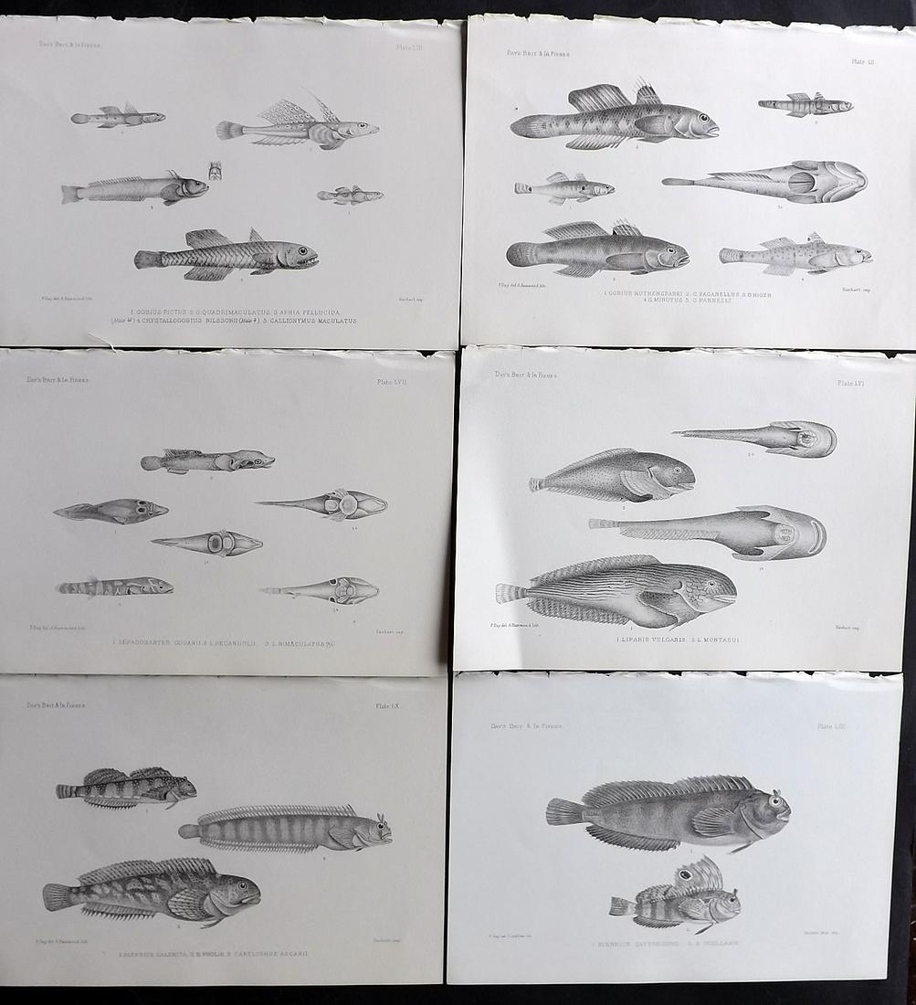 Day, Francis 1884 Lot of 6 Antique Fish Prints: Lithographs Published 1880-84, London for "The Fishes of Great Britain and Ireland" by Francis Day. Paper Size: 10 x 7 inch (26 x 18cm) Good Condition