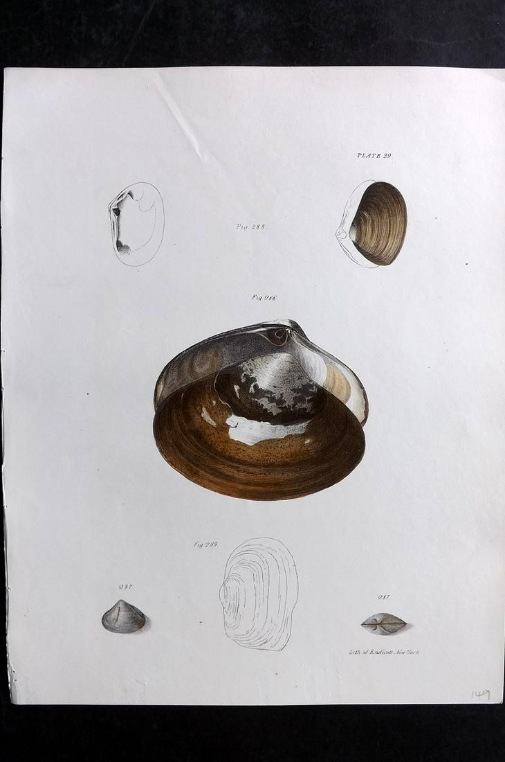 de Kay, James 1843 Antique Hand Col Shell Print 29: Hand Colored Lithograph Published 1843, New York for "Zoology of New York; or, The New York Fauna" Part of the "Natural History of New York" Series by James E. de Kay. Paper Size: 11 x 8.5 inch (28 x 