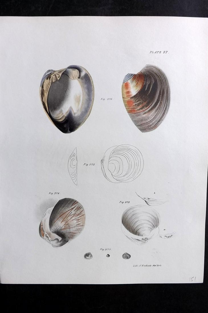 de Kay, James 1843 Antique Hand Col Shell Print 27: Hand Colored Lithograph Published 1843, New York for "Zoology of New York; or, The New York Fauna" Part of the "Natural History of New York" Series by James E. de Kay. Paper Size: 11 x 8.5 inch (28 x 