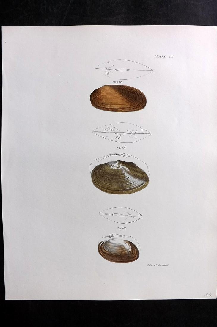 de Kay, James 1843 Antique Hand Col Shell Print 16 (1 of 2)