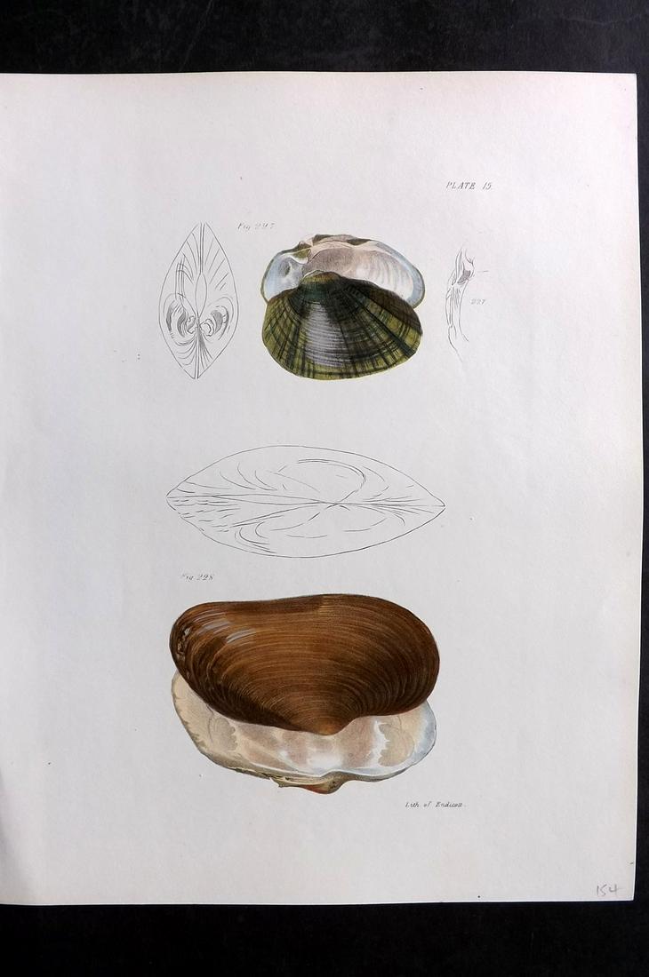 de Kay, James 1843 Antique Hand Col Shell Print 15 (1 of 2)