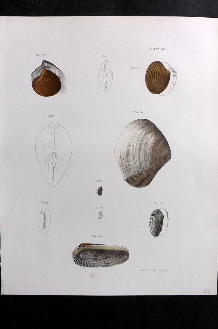 de Kay, James 1843 Antique Hand Col Shell Print 28 (1 of 2)