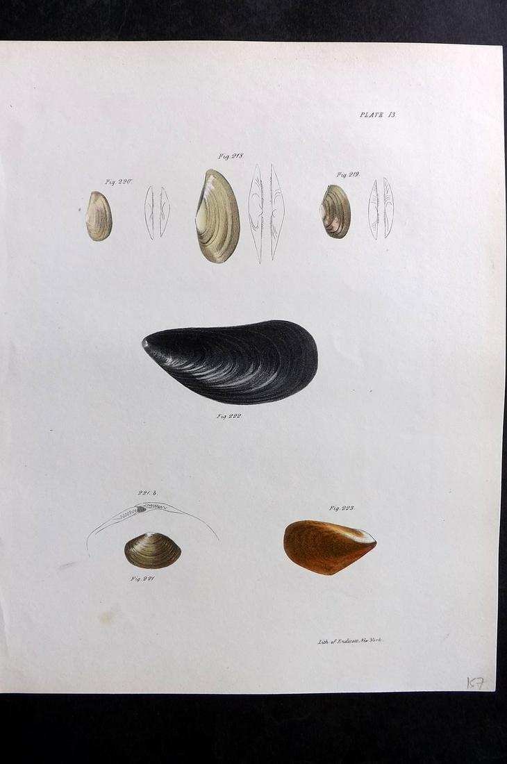 de Kay, James 1843 Antique Hand Col Shell Print 13: Hand Colored Lithograph Published 1843, New York for "Zoology of New York; or, The New York Fauna" Part of the "Natural History of New York" Series by James E. de Kay. Paper Size: 11 x 8.5 inch (28 x 