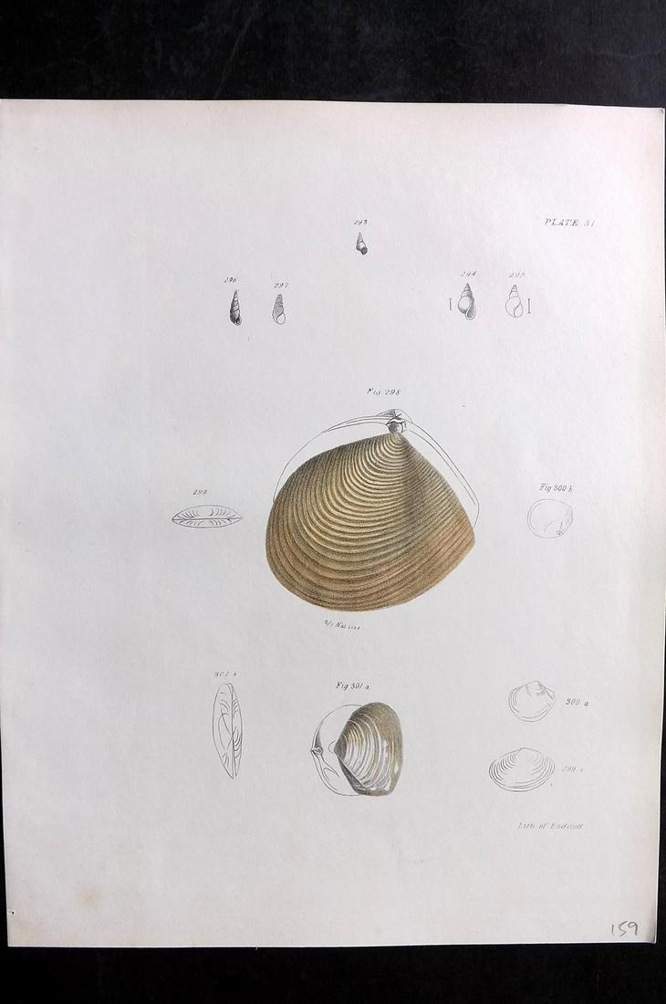 de Kay, James 1843 Antique Hand Col Shell Print 31 (1 of 2)