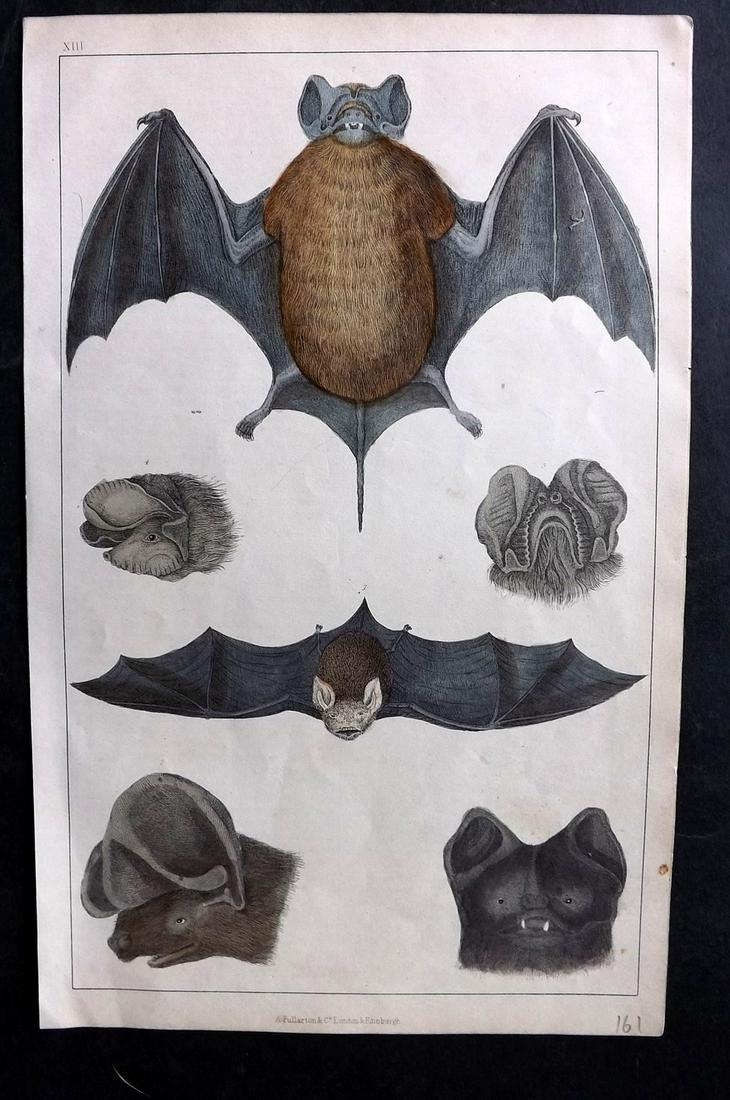 Goldsmith, Oliver C1850 Hand Col Print. Bats: Hand Colored Etching/Engraving Published C1850 by A. Fullarton & Co., London for "A History of the Earth and Animated Nature" by Oliver Goldsmith. Paper Size: 10 x 6 inch (25 x 16cm) Good Condition