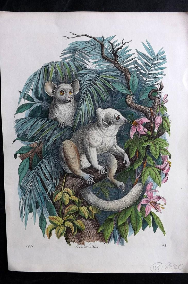 Hoffmann, Carl 1851 Hand Col Print. Galago, South Africa 42: Hand Colored Lithograph Published 1842-80, Stuttgart for "Das Buch der Welt" by Carl Hoffmann. Paper Size: 9.5 x 7 inch (25 x 18cm) Approx. Good Condition overall