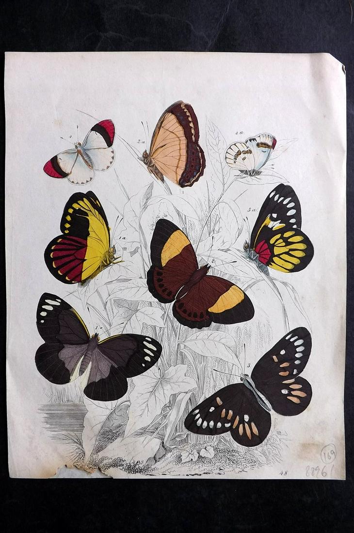 Hoffmann, Carl C1850 Hand Col Print. Butterflies 48: Hand Colored Lithograph Published 1842-80, Stuttgart for "Das Buch der Welt" by Carl Hoffmann. Paper Size: 9.5 x 7 inch (25 x 18cm) Approx. Bottom margin trimmed. Closed split in bottom margin, slight