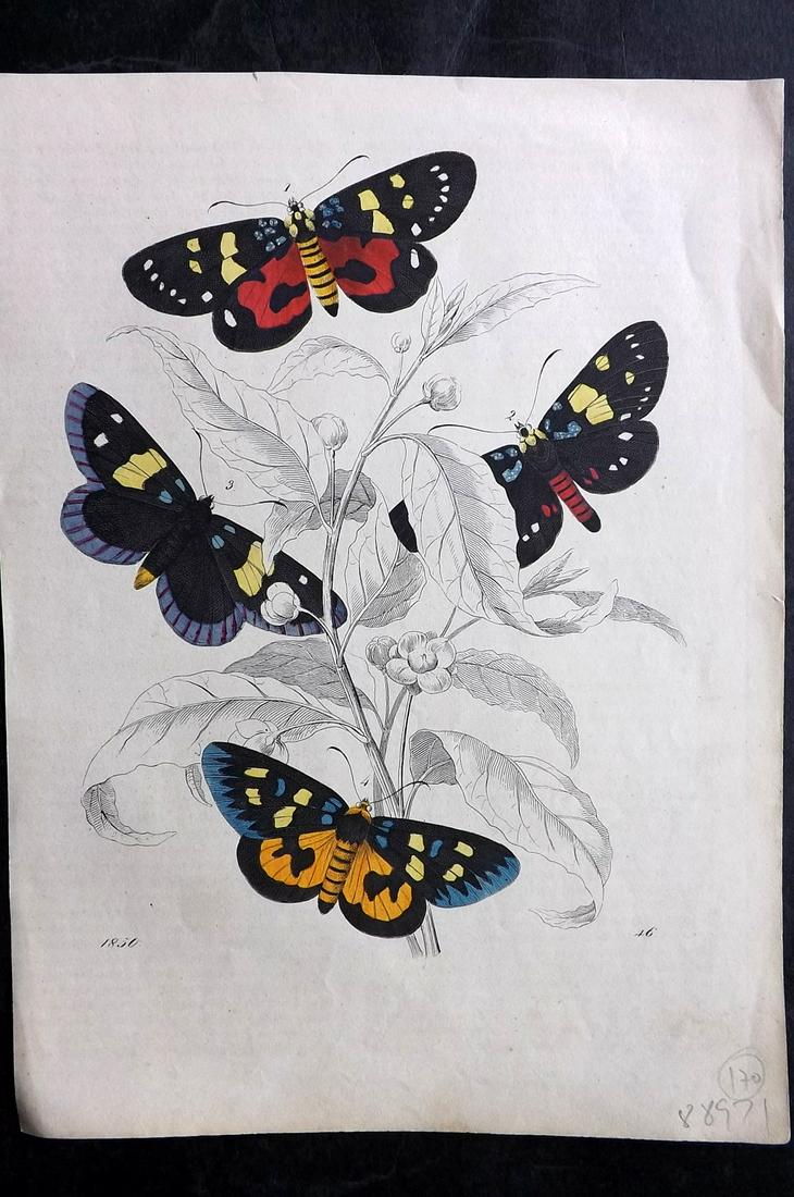 Hoffmann, Carl 1850 Hand Col Print. Moths 46 (1 of 2)