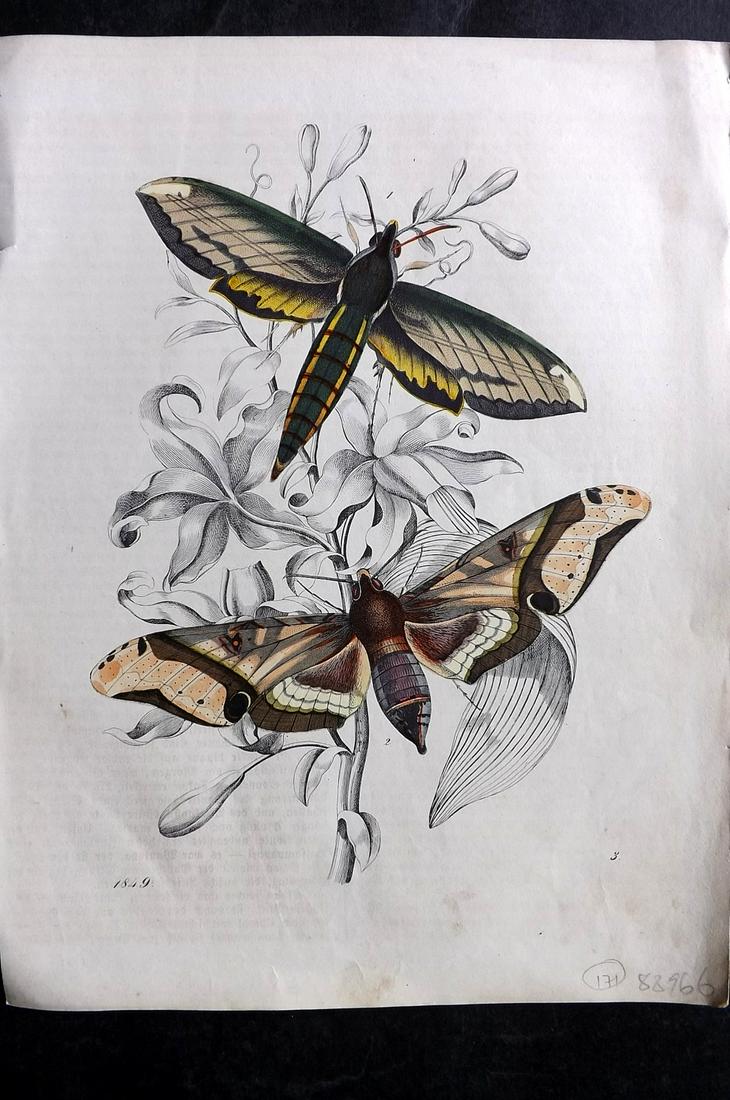Hoffmann, Carl 1849 Hand Col Print. Moths 03 (1 of 2)