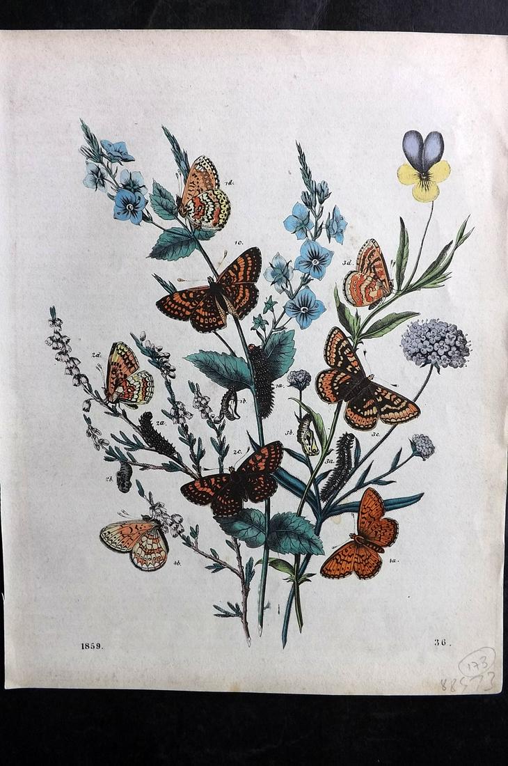 Hoffmann, Carl 1859 Hand Col Print. Butterflies 36: Hand Colored Lithograph Published 1842-80, Stuttgart for "Das Buch der Welt" by Carl Hoffmann. Paper Size: 9.5 x 7 inch (25 x 18cm) Approx. Good Condition overall