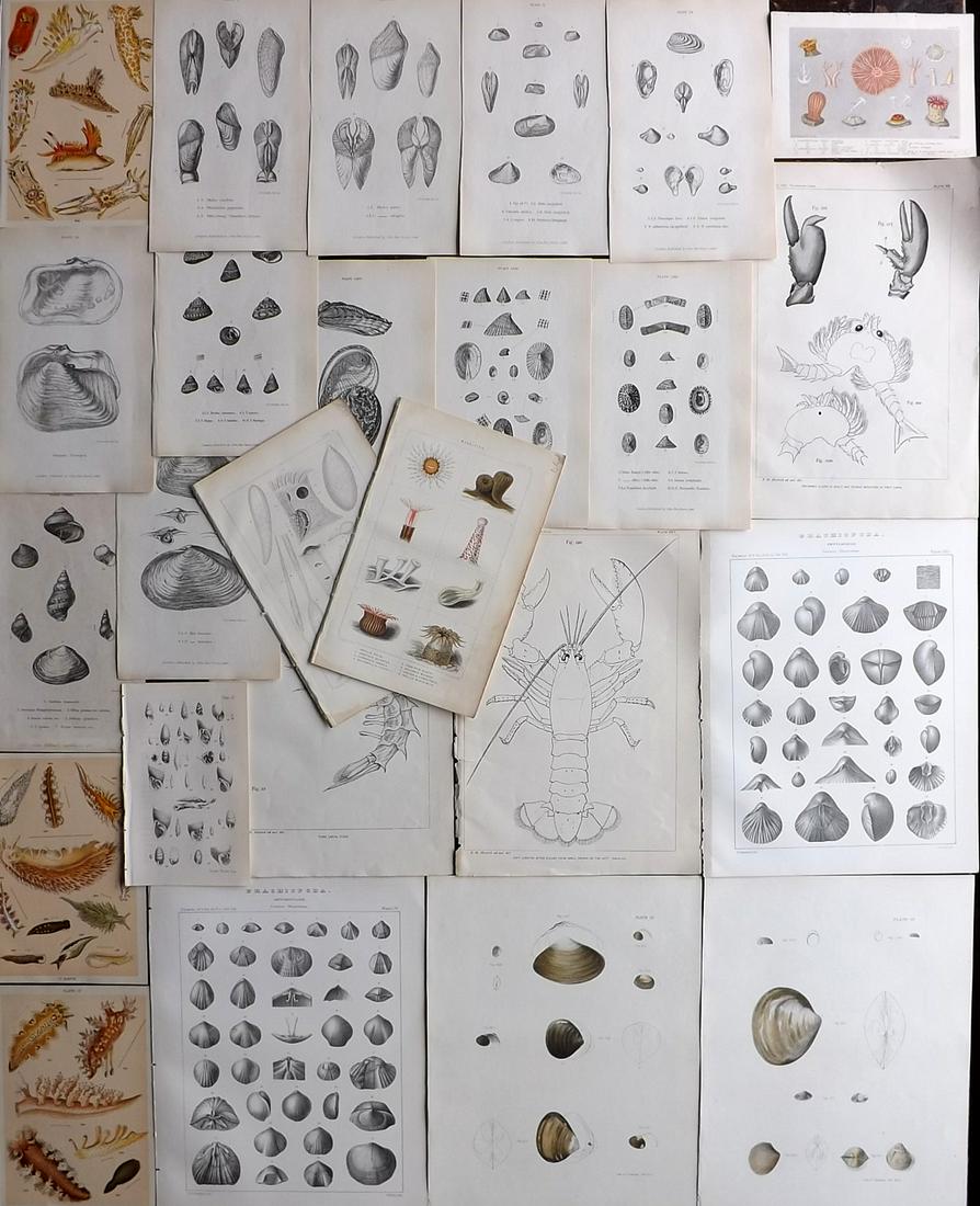 Shells & Sea Life 19th Cent. Lot of 25 Antique Prints (1 of 5)