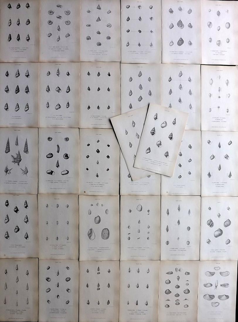 Forbes, Edward 1853 Lot of 32 Antique Shell Prints: Lithographs Published 1848-53, London for "A History of British Mollusca, and their Shells" by Edward Forbes. Paper Size: 8 x 5 inch (21 x 13cm) Good Condition