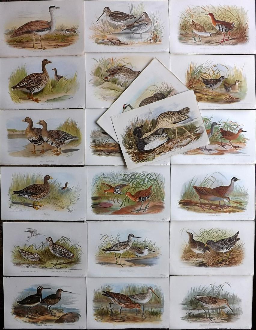 Finn, Frank 1915 Lot of 20 Indian Sporting Bird Prints (1 of 7)