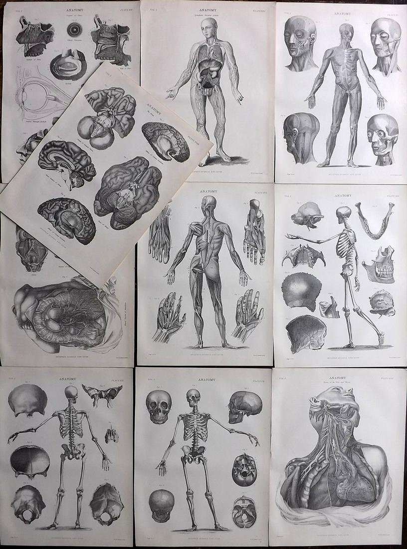 Encyclo. Brit. 1898 Lot of 10 Antique Anatomy Prints (1 of 6)