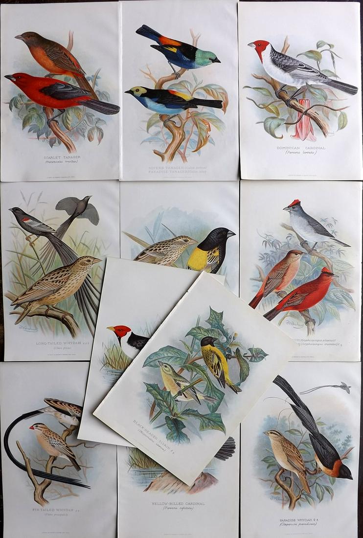 Frohawk, F. W. & Butler, Arthur 1899 Lot of 11 Bird Prints (1 of 6)