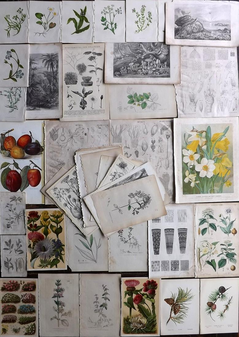Botanical Prints 19th Cent. Lot of 40 (1 of 4)