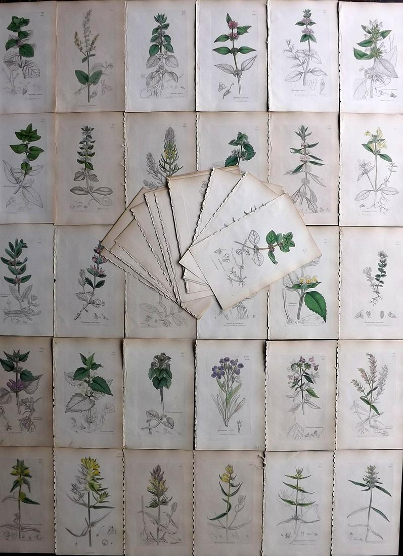 Sowerby, James C1840 Lot 48 Hand Col Botanical Prints (1 of 8)