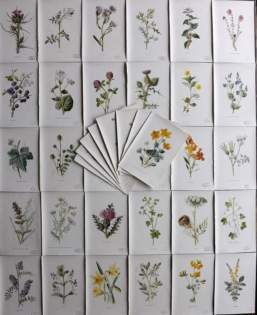 Hulme, Edward C1900 Lot of 40 Botanical Prints. Wild Flowers (Library Stamps) (1 of 6)