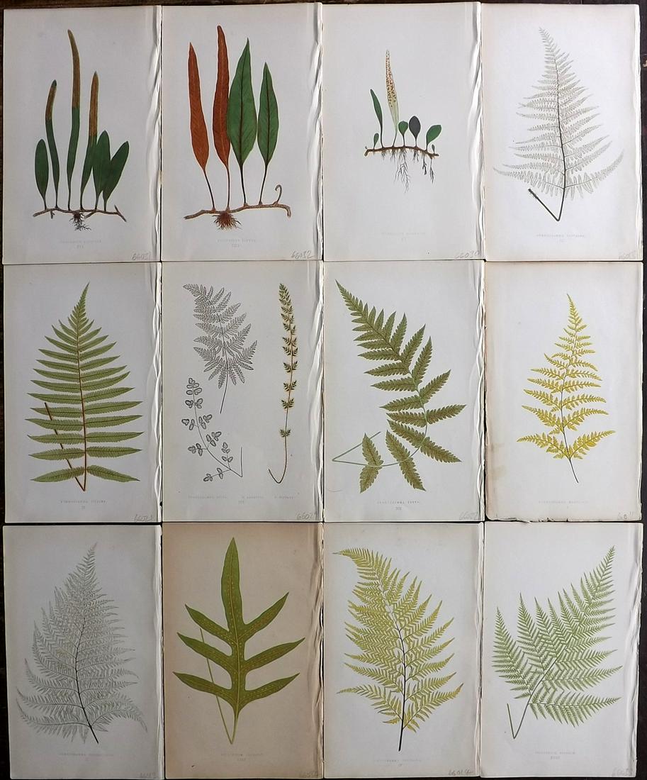 Lowe, Edward 1856 Lot of 12 Antique Fern Prints (1 of 5)