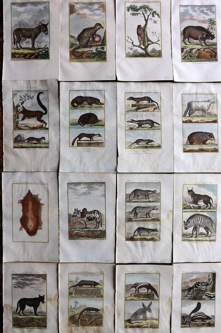 Buffon & Sonnini C1800 Lot of 16 Hand Col Animal Prints (1 of 5)