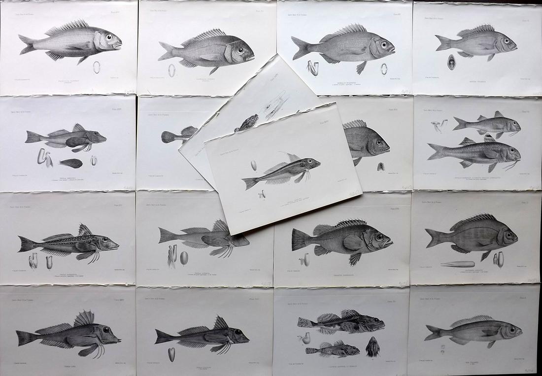 Day, Francis 1884 Lot of 18 Antique Fish Prints: Lithographs Published 1880-84, London for "The Fishes of Great Britain and Ireland" by Francis Day. Paper Size: 10 x 7 inch (26 x 18cm) Good Condition