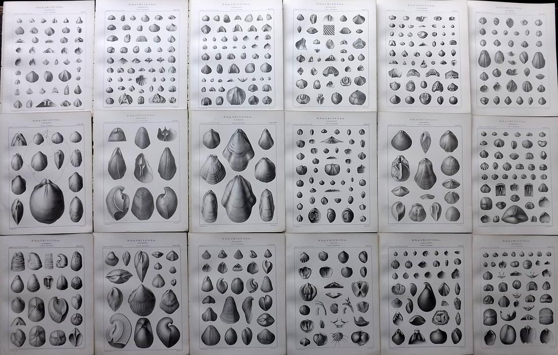 Hall, James 1892 Lot of 18 Fossil Shell Prints, Palaeontology: Lithographs Published 1892, Albany, New York for "Palaeontology..." Part of the "Geological Survey of the State of New York" Series by James Hall and John M. Clarke. Paper Size: 11 x 8.5 inch (28 x 22