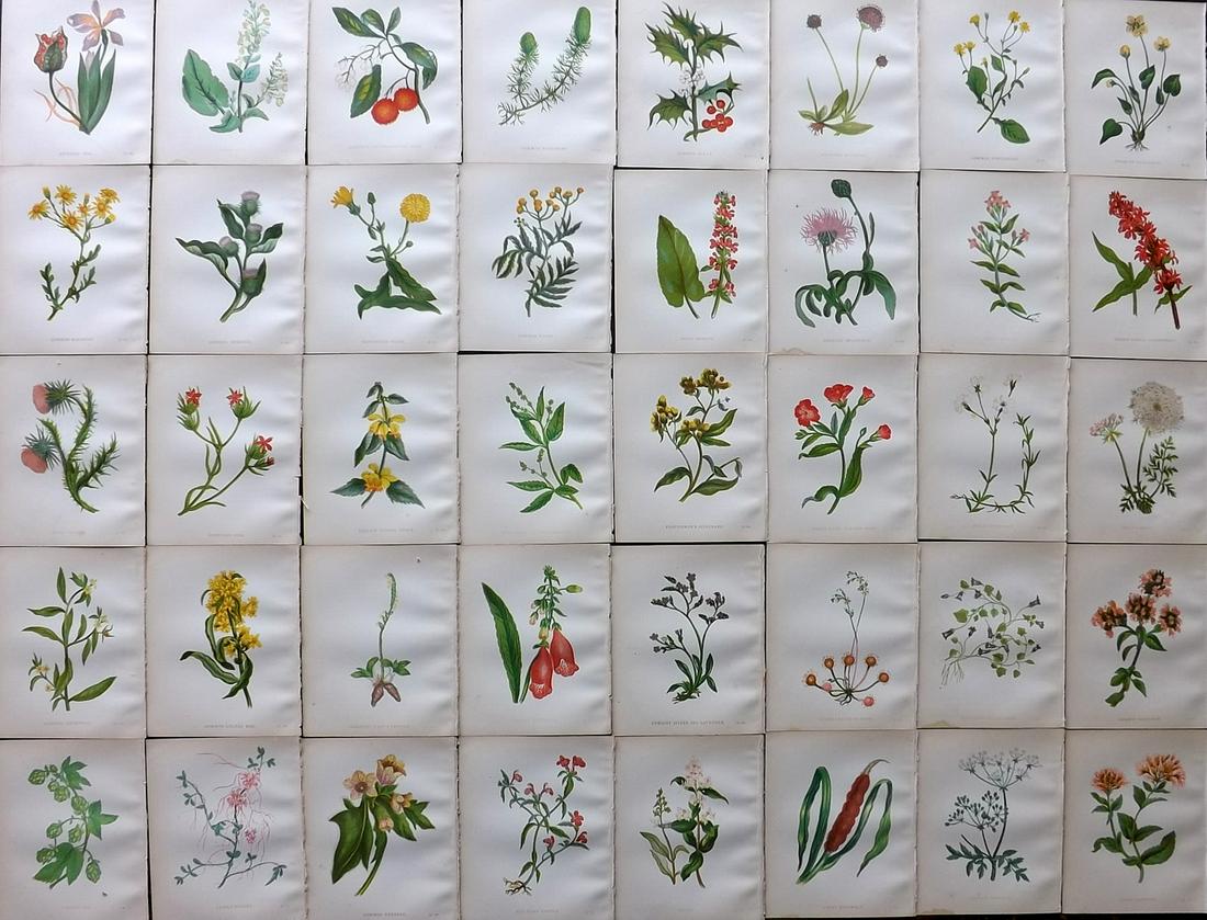 Pratt, Anne 1893 Lot of 40 Antique Botanical Prints (1 of 7)