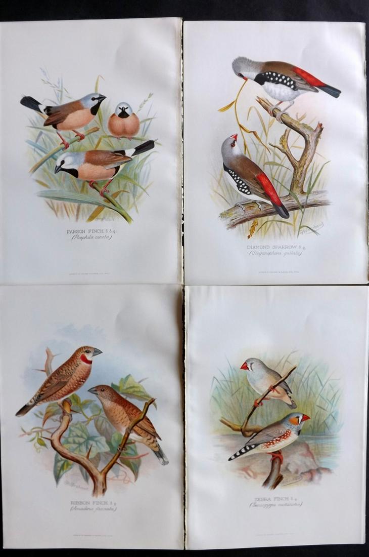 Frohawk, F. W. & Butler, Arthur 1899 Lot of 4 Bird Prints: Chromolithographs Published 1899, Hull and London for "Foreign Finches in Captivity" by Arthur G. Butler. Illustrated by F. W. Frohawk. Paper Size: 10.5 x 7 inch (27 x 18cm) Good condition