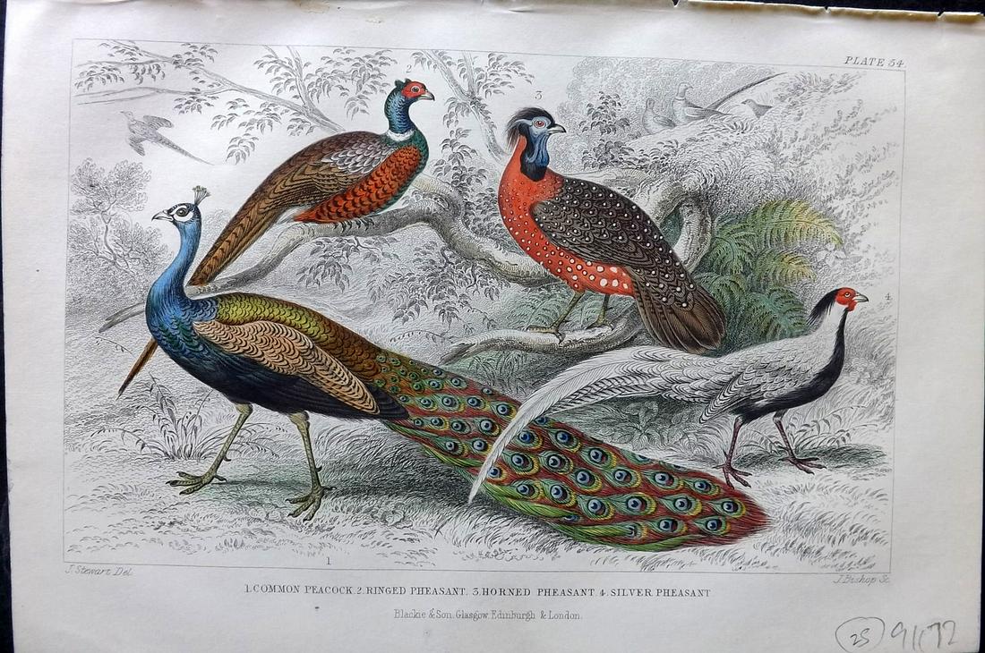 Goldsmith, Oliver 1866 Hand Col Bird Print. Peacock & Pheasant (1 of 2)
