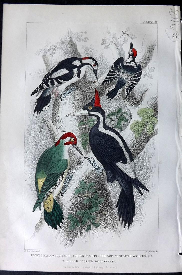 Goldsmith, Oliver 1866 Hand Col Bird Print. Woodpeckers (1 of 2)