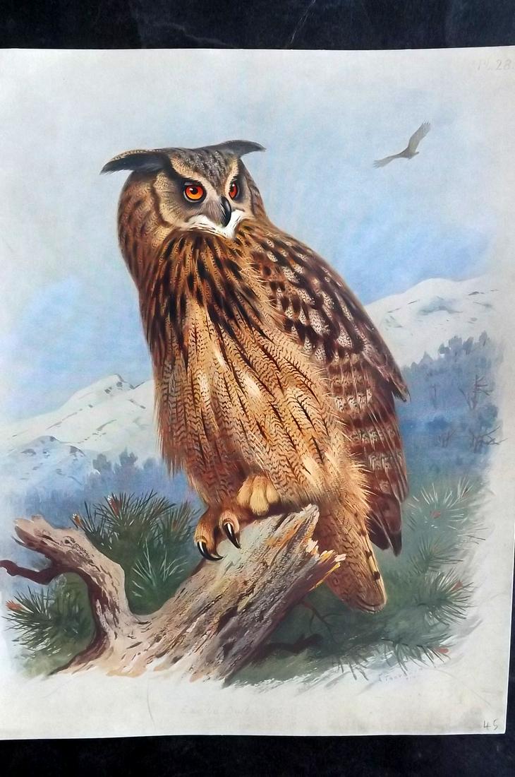 Thorburn, Archibald 1915 Rare Folio Print. Eagle Owl (1 of 2)